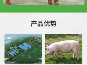 高品质人马畜禽 company 猪，肉质鲜嫩，营养丰富