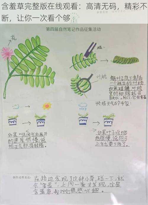 含羞草完整版在线观看：高清无码，精彩不断，让你一次看个够